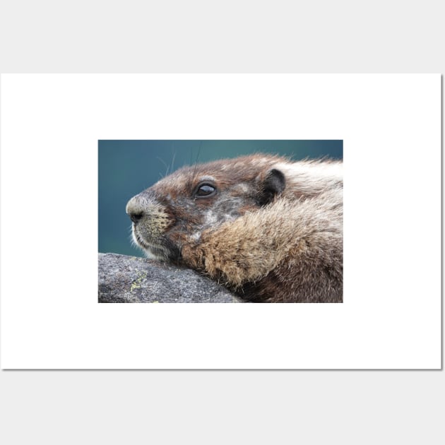 Marmot in Mount Rainier National Park Wall Art by SDym Photography